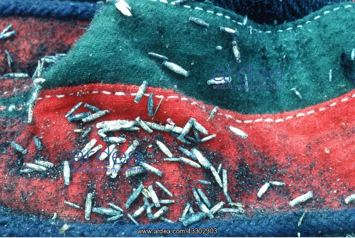 : CLOTHES MOTH - pupae on felt boots : CLOTHES MOTH - pupae on felt boots