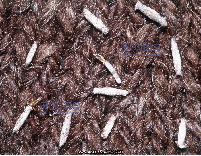 : CLOTHES MOTHS - larvae / caterpillars on fabric : CLOTHES MOTHS - larvae / caterpillars on fabric