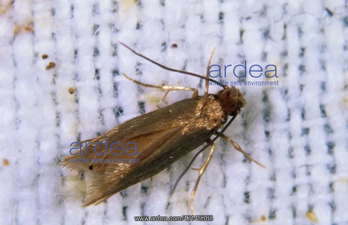 : Clothing Moth : Clothing Moth
