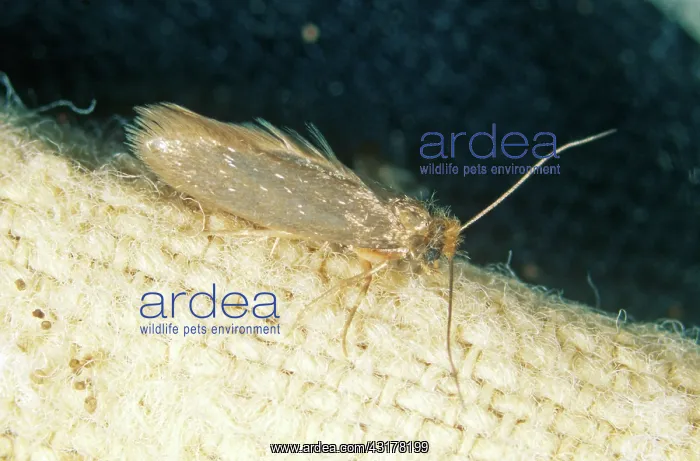 : Clothing Moth : Clothing Moth