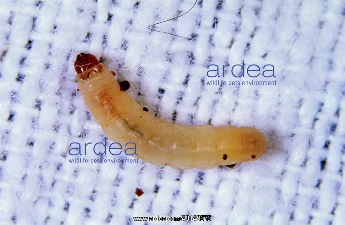 : Clothing Moth Larva : Clothing Moth Larva