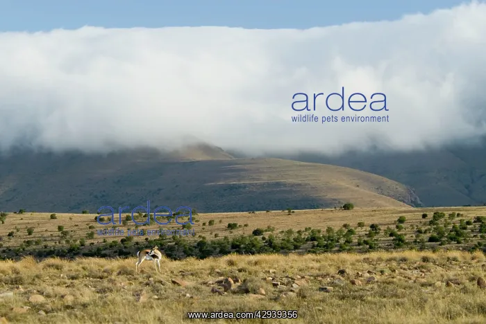 : Cloud blanket enveloping mountain tops with springbok : Cloud blanket enveloping mountain tops with springbok
