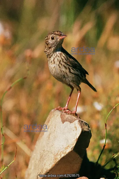 : Cloud CISTICOLA : Cloud CISTICOLA