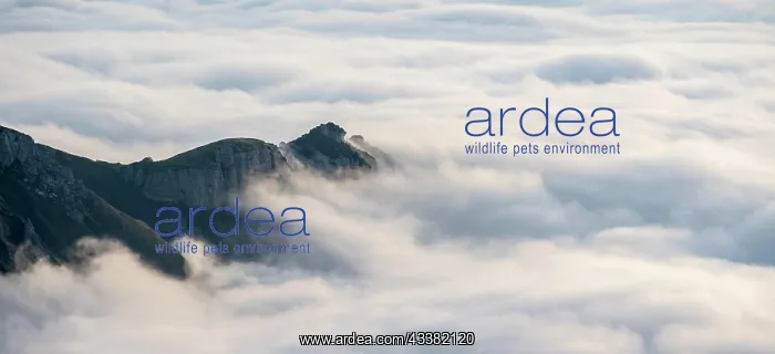 : Cloud cover and mountains, high fog, Appenzell Ausserrhoden : Cloud cover and mountains, high fog, Appenzell Ausserrhoden