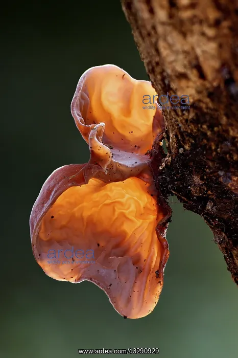 : Cloud Ear Fungus (Auricularia auricula-judae) i : Cloud Ear Fungus (Auricularia auricula-judae) i