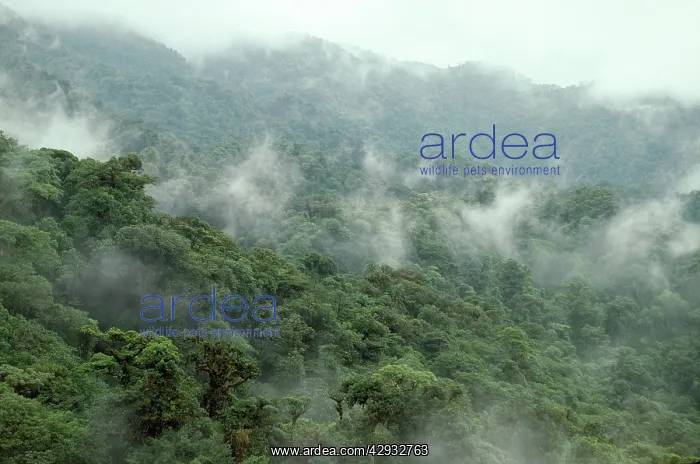  : CLOUD FOREST