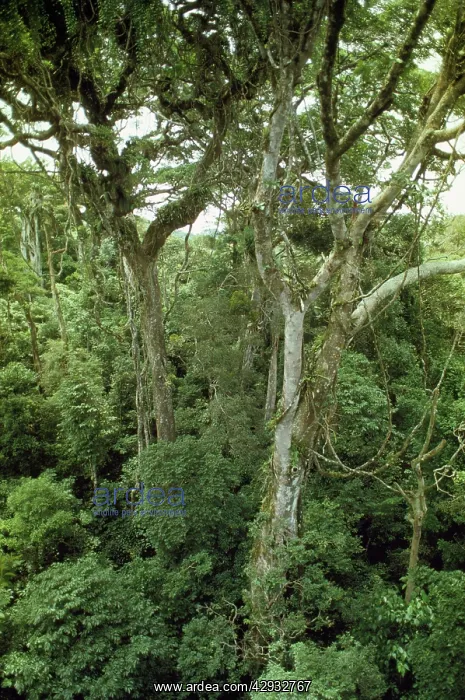  : Cloud Forest