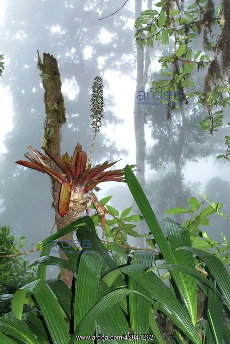 : Cloud forest - with bromeliad : Cloud forest - with bromeliad