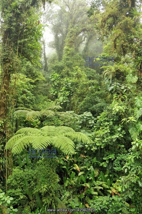  : Cloud Forest - Costa Rica