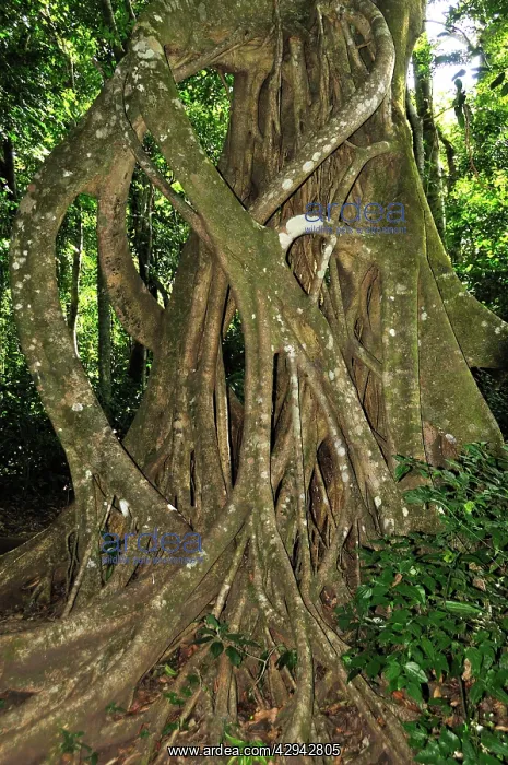  : Cloud forest, Monteverde, Costa Rica