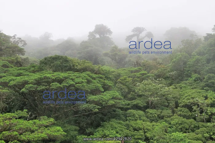  : Cloud forest, Monteverde, Costa Rica