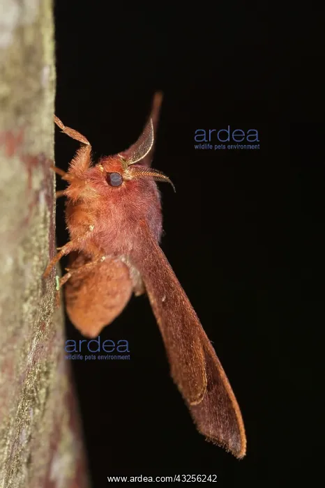 : Cloud Forest Moth, Mindo, Cloud Forest : Cloud Forest Moth, Mindo, Cloud Forest
