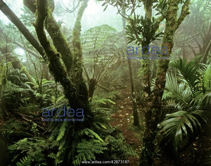 : Cloud forest on summit of Mt Gower, 875 m Lord Howe Island : Cloud forest on summit of Mt Gower, 875 m Lord Howe Island