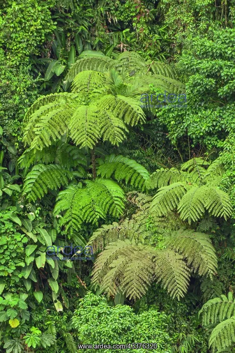 : Cloud forest trees and vegetation in the mountains : Cloud forest trees and vegetation in the mountains