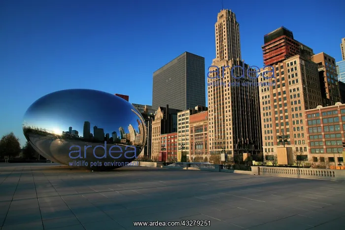 : Cloud Gate at early morning on the Lake Michigan : Cloud Gate at early morning on the Lake Michigan