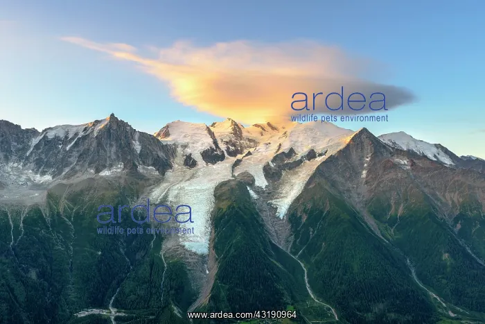 : Cloud on Mont Blanc at dawn, lenticular cloud overcoming : Cloud on Mont Blanc at dawn, lenticular cloud overcoming