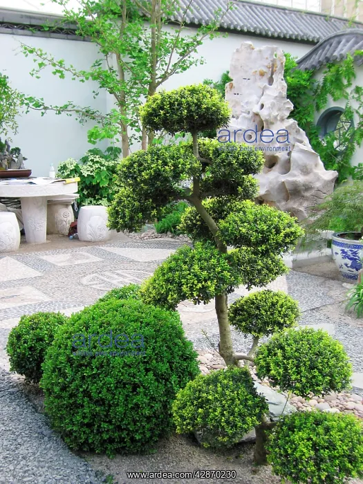  : Cloud Pruned Tree - in Japanese garden