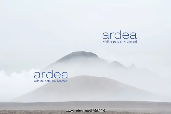 : Cloud and Steam - in volcanic area : Cloud and Steam - in volcanic area