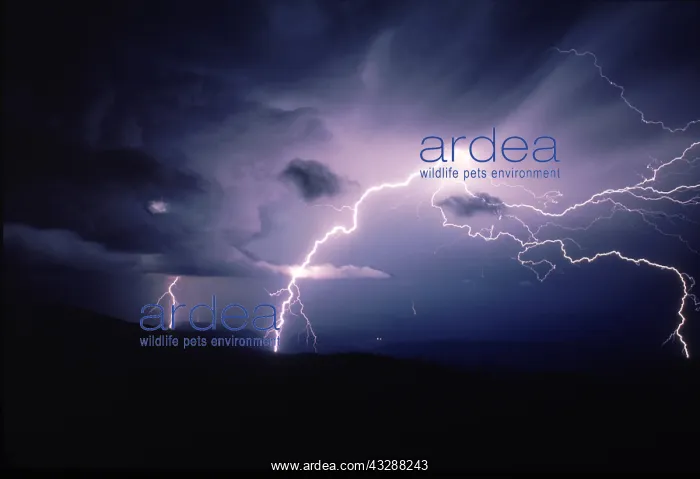 : Cloud-to-Ground lightning during a summer storm : Cloud-to-Ground lightning during a summer storm