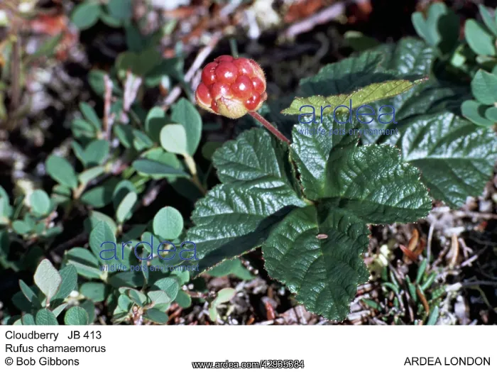  : CLOUDBERRY
