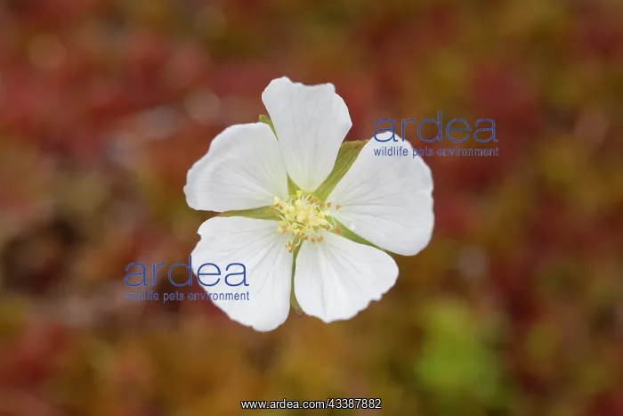 : Cloudberry : Cloudberry