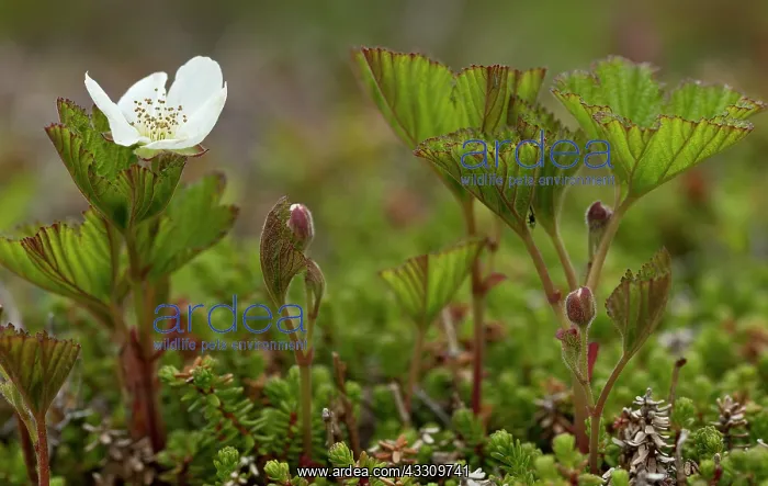 : Cloudberry - in flower on bog surface : Cloudberry - in flower on bog surface