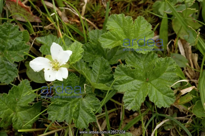 : Cloudberry in flower. Has edible fruits later : Cloudberry in flower. Has edible fruits later