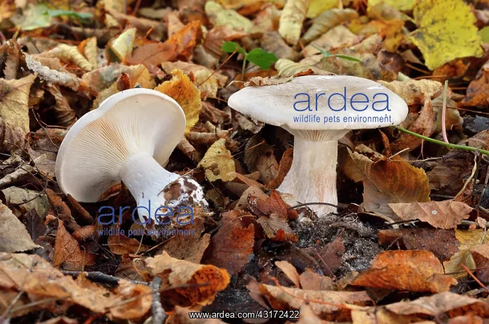 : Clouded agaric, Cloud funnel, Chaumontel, For t : Clouded agaric, Cloud funnel, Chaumontel, For t