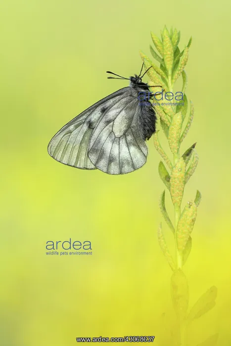 : Clouded Apollo : Clouded Apollo
