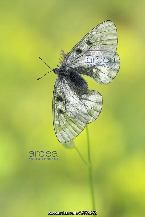 : Clouded Apollo : Clouded Apollo