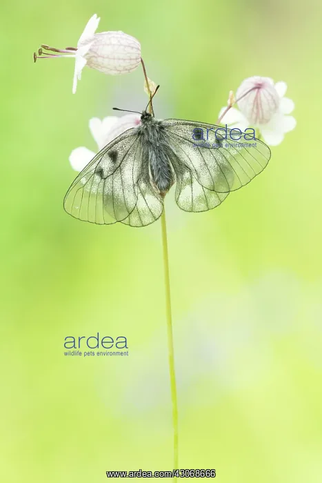 : Clouded Apollo : Clouded Apollo