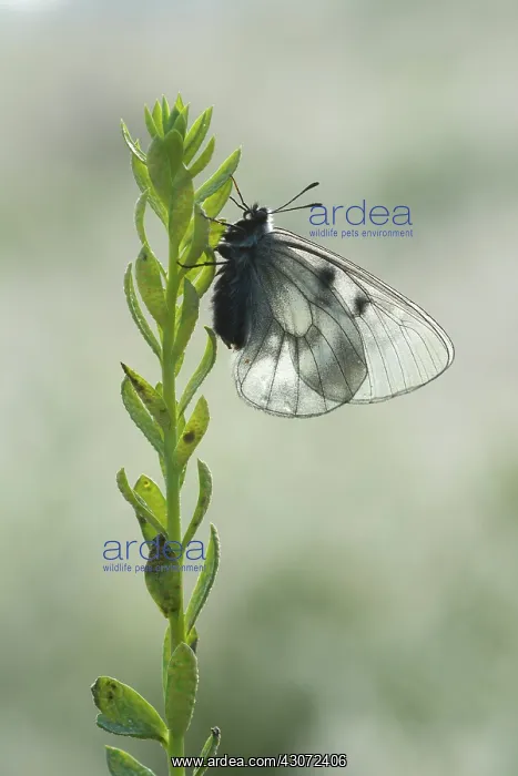 : Clouded Apollo : Clouded Apollo