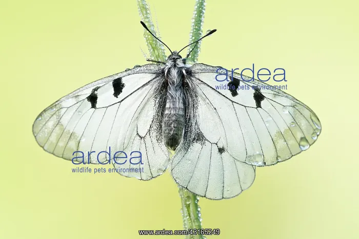 : Clouded Apollo : Clouded Apollo