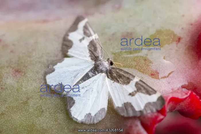 : Clouded Border Moth - Norfolk UK : Clouded Border Moth - Norfolk UK