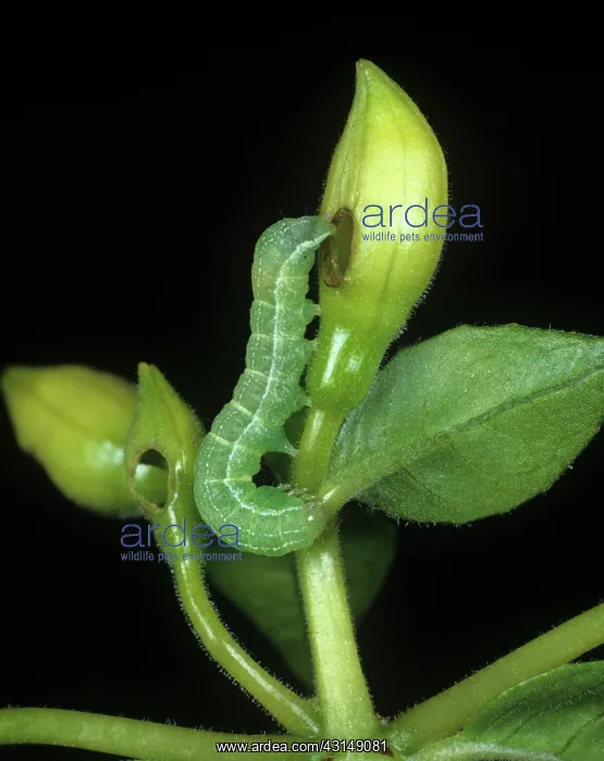 : Clouded drab moth caterpillar : Clouded drab moth caterpillar