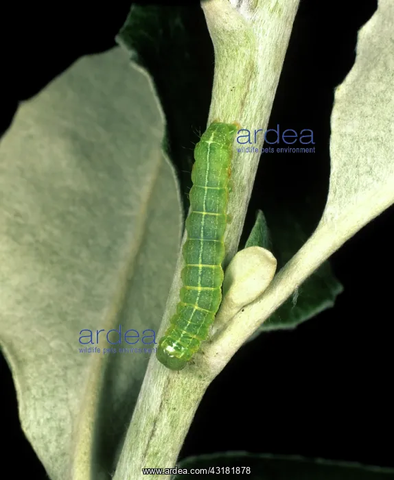 : Clouded drab moth caterpillar : Clouded drab moth caterpillar