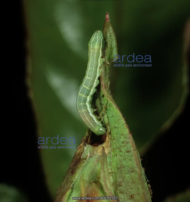 : Clouded drab moth caterpillar : Clouded drab moth caterpillar
