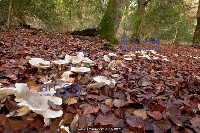 : Clouded Funnel - in fairy ring in old beech woodland : Clouded Funnel - in fairy ring in old beech woodland