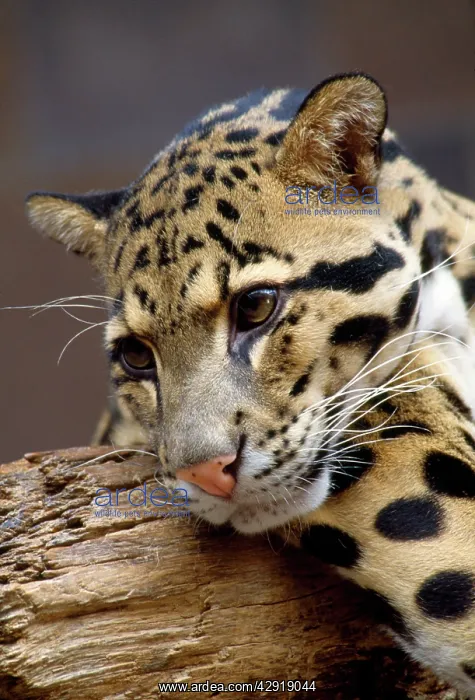 : CLOUDED LEOPARD - close up of face : CLOUDED LEOPARD - close up of face