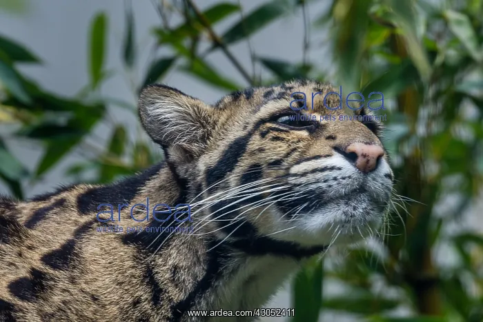 : CLOUDED LEOPARD (Neofelis nebulosa). Found in Indochina : CLOUDED LEOPARD (Neofelis nebulosa). Found in Indochina