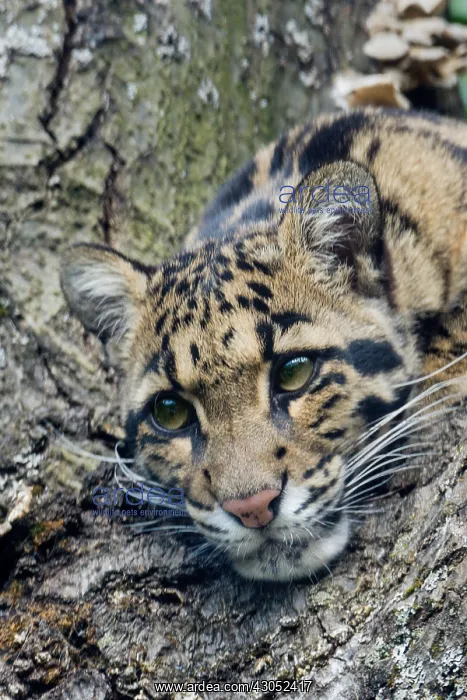  : CLOUDED LEOPARD (Neofelis nebulosa). Found in Indochina
