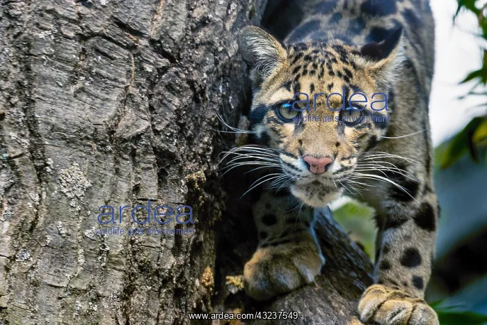 : CLOUDED LEOPARD (Neofelis nebulosa). Found in Indochina : CLOUDED LEOPARD (Neofelis nebulosa). Found in Indochina