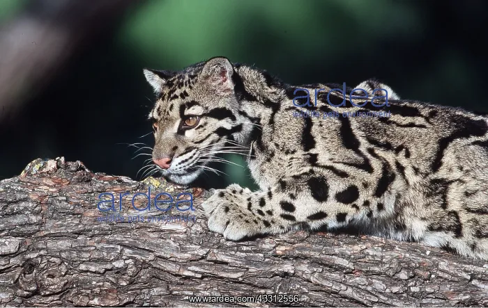 : Clouded LEOPARD - side on, climbing along log : Clouded LEOPARD - side on, climbing along log