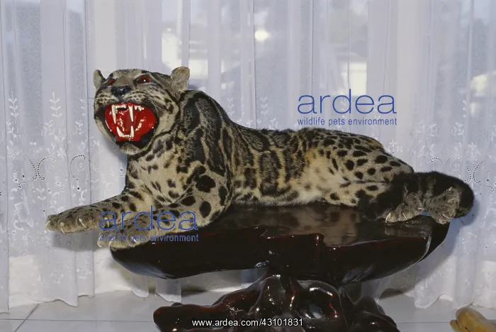 : Clouded Leopard (Poaching) : Clouded Leopard (Poaching)