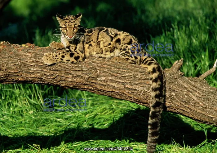 : Clouded LEOPARD - resting on log : Clouded LEOPARD - resting on log