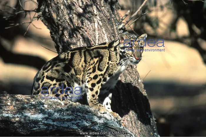 : Clouded LEOPARD - sits on tree : Clouded LEOPARD - sits on tree