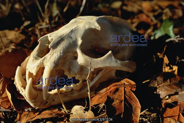 : Clouded Leopard skull : Clouded Leopard skull