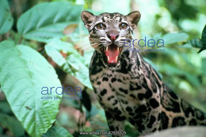 : Clouded LEOPARD - snarling : Clouded LEOPARD - snarling