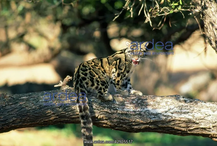 : Clouded Leopard - on tree licking lips : Clouded Leopard - on tree licking lips