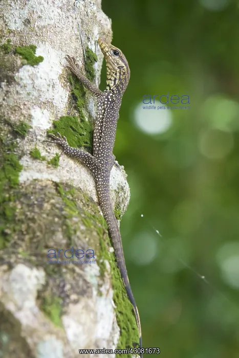 : Clouded Monitor : Clouded Monitor